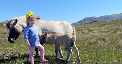Probe launched after 'sea eagles' linked to disappearance of Shetland pony foals