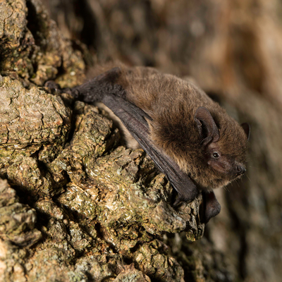 4 surprising benefits bats bring to your garden and why you shouldn’t fear them, according to experts
