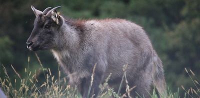 North Korea’s hidden wildlife trade: new research reveals state involvement
