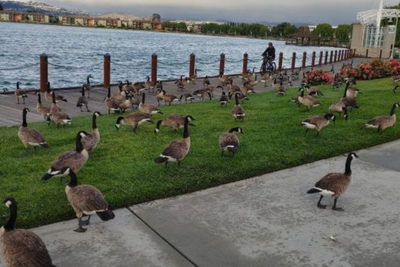 This Bay Area city has a major geese poop problem that’s costing them nearly $400K