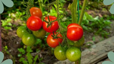 Gardening expert reveals the reasons why your tomatoes are splitting – and how to reverse it