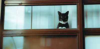My cat needs to be contained indoors – how do I make sure it stays happy?