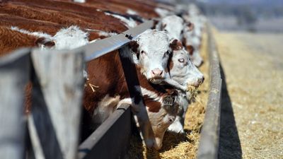 Record forecast set for Australian production