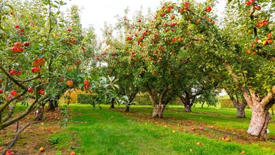 Leaving fallen fruit in your yard could be costing you and your plants more than you think – 4 hidden problems caused by neglecting the clean up