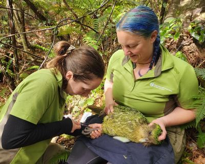 Saving the world’s fattest parrot: can we vaccinate our rarest species before bird flu gets to them?
