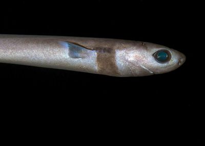 I’m obsessed with deep-sea sharks: I felt intrigued by how strange they looked