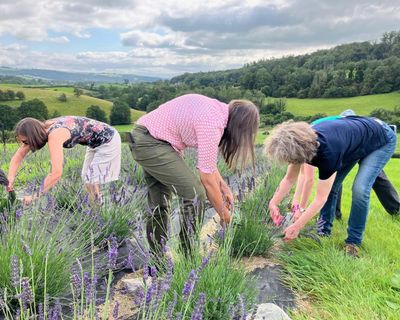 Country diary: Here’s a new one for the Lakes – lavender farming