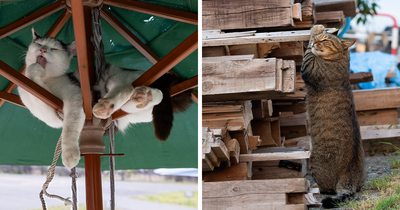 Celebrating The Quirky And Playful Side Of Cats: 60 Photos By Masayuki Oki (New Pics)