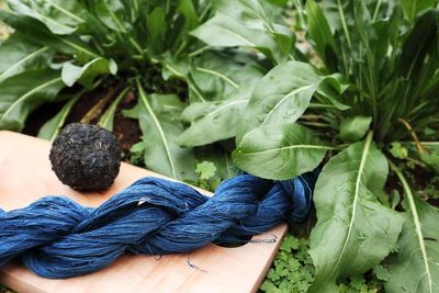 Plants to grow for dyeing your clothes