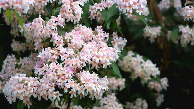 How to grow abelia – for a tough yet pretty flowering shrub that will thrive in darker borders and shady yards