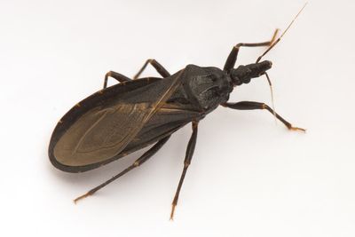 Up to 100,000 Californians could have potentially fatal ‘kissing bug’ disease previously rarely seen in US