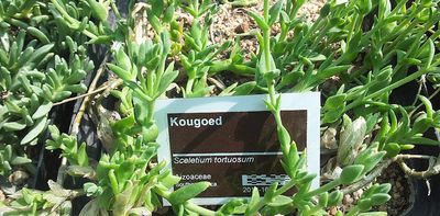 South African hunters chewed the kanna plant for endurance: new study tests its effects on mouse brain chemistry