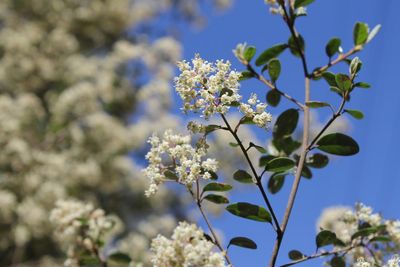 There are just 150 of these creamy-flowered shrubs left in the world – and a Victorian fire break could destroy dozens