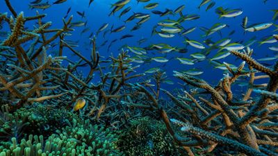 Two-thirds of Mayotte’s coral lost after cyclone and bleaching batter lagoon
