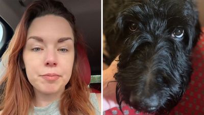 ‘Her entire body swelled up’: Pennsylvania woman feeds dog grain-free food. Then her dog has heart failure