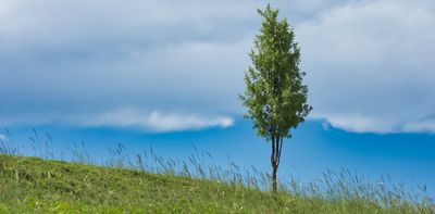 Trees alone won’t save us: new study says forestation has less potential to fix the climate than hoped