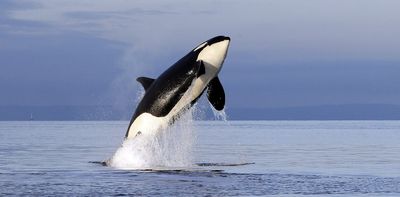 In the Salish Sea, tensions surrounding killer whales and salmon are about more than just fishing