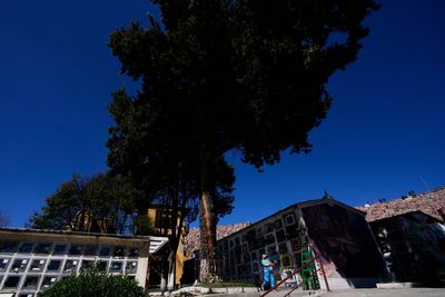 Devotees say Bolivia's lightning-struck 'miracle tree' conjures luck