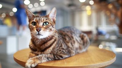 Ocicat: Breed profile