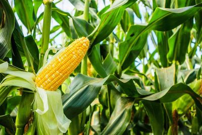 Corn Comes Back to Close with Gains as Ratings Slip Back