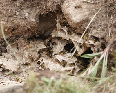 Country diary: Badger v wasp, or, the aftermath of the carnage