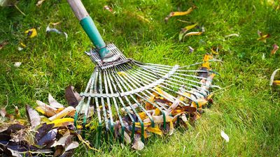 This yard rake makes my gardening chores a breeze thanks to a clever feature — and it’s on sale for fall