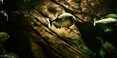 Australia’s rivers play secret symphonies. Click to hear what this underwater world is telling us