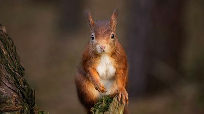 Study finds Europe’s red squirrels may cope better with global warming than expected