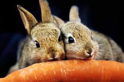 Scottish SPCA workers balloted for strike action