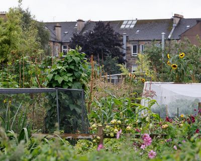 ‘I joined every list’: the gruelling search for a Glasgow allotment