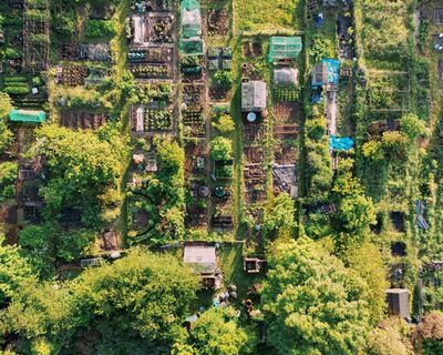 Massive disparity in availability of allotments across UK, analysis reveals