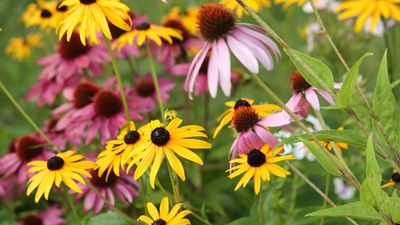 As a horticulturalist, these are the 7 plants I'm adding to pots this September – top perennials, grasses and ferns for instant joy and color in your fall garden