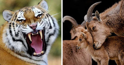 I Took 35 Stunning Wildlife Photos Just Two Kilometers From Home