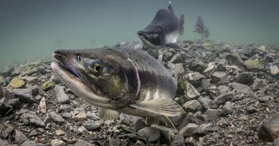 Scottish anglers told to 'catch and kill' invasive species of salmon as numbers soar