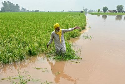 Punjab floods threaten to devastate India’s rice harvest