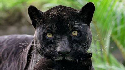 Bulgaria's black panther on the prowl mystery continues with latest sighting