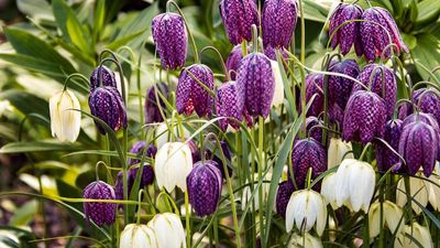 Fritillaries are staggeringly beautiful spring bulbs – these are the 7 varieties we are ordering right now for planting this fall