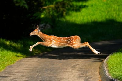 Prep student killed when deer hit by another car flies across the highway and lands on his vehicle
