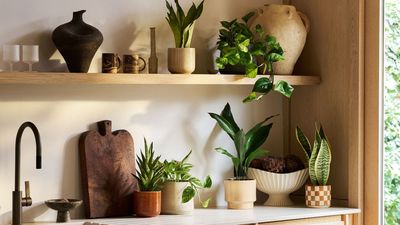 It's Virgo Season — These 7 Astrologer-Approved Houseplants Will Match the Vibe of Your Home If It's Your Sign