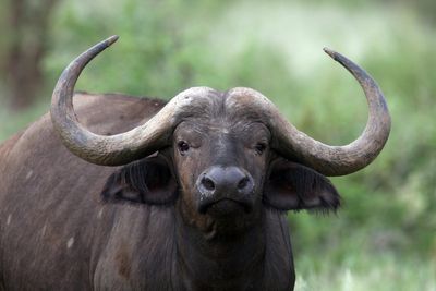 83-year-old man hurt after his pet buffalo, Dozer, attacked at feeding time: ‘Could have been worse’