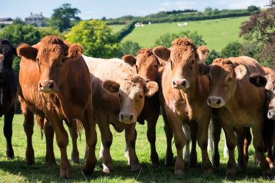Bovine TB outbreak must be treated with the same urgency as Covid, scientists say
