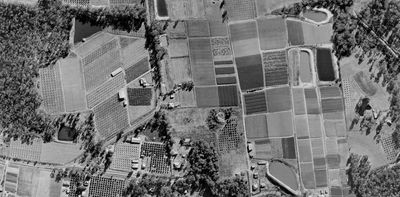 Sydney once produced its own food – but urban development has devoured the city’s food bowl