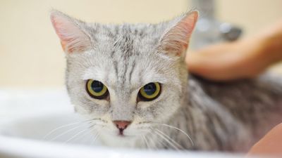 Does your cat hate bath time? Vet reveals how to keep them clean without a full-body wash