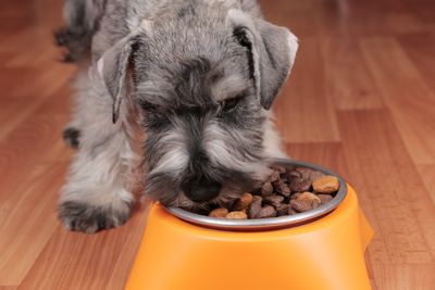 Vegan dog food provides similar nutrients to meat-based diets, new study finds