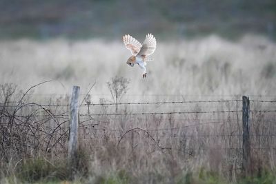 Barn owl breeding success for third year in a row on Co Down farm