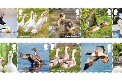 Royal Mail issues quacking collection of stamps celebrating duck species