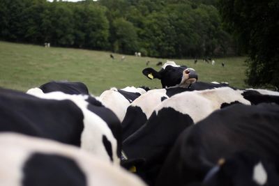 Bovine TB should be treated with the urgency seen during Covid, scientists say