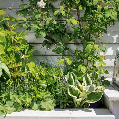 6 perennials to divide in September if you want to fill your garden with more free plants ready for next summer