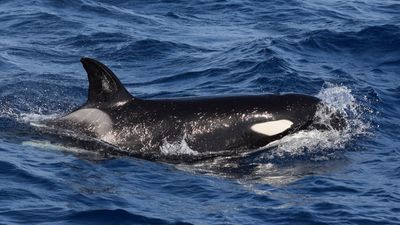 'We completely freaked out': Orcas are attacking boats in Europe again
