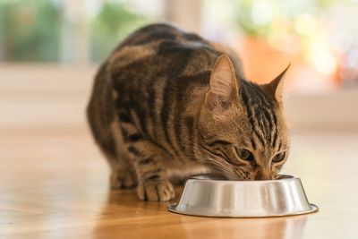FDA warning over raw pet food after cat euthanized with bird flu
